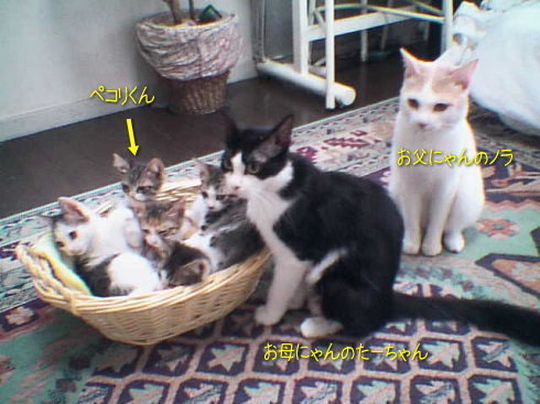 peko一家.jpg