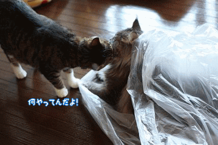 04113276.gif