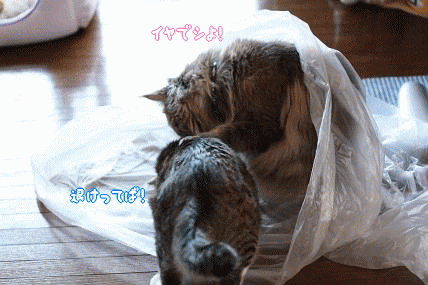 04113279.gif