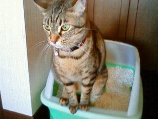 200811251512000_p_4a51d3babbfb3.jpg