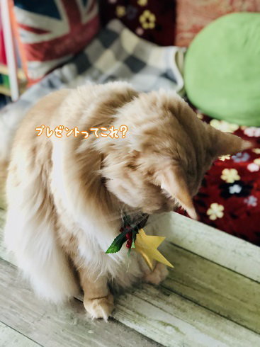 IMG_3471.jpeg