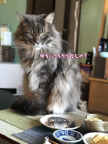 IMG_3558.jpeg