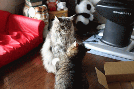 hakopanchi.gif
