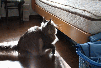 image1.gif