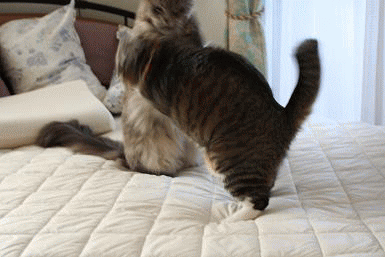image2-Opt.gif