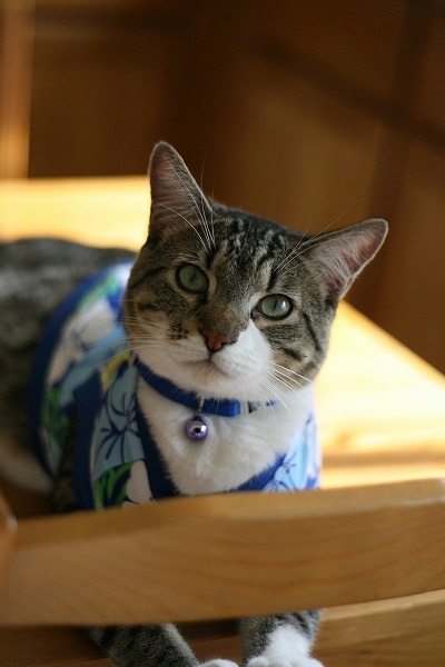 jack for team aloha_1.jpg