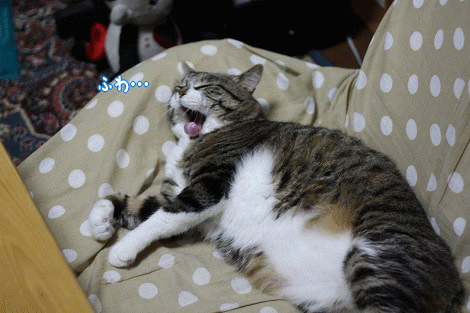 peko-akubi.gif