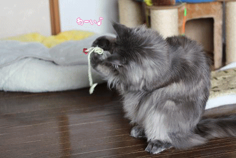 rai-himo.gif