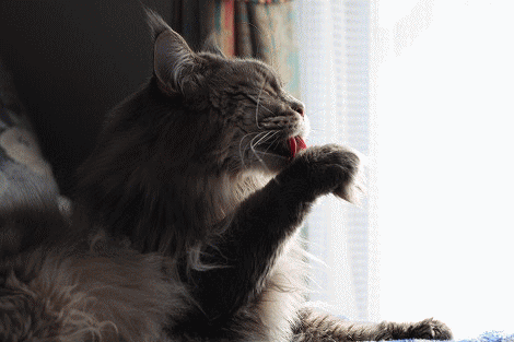 rai-peru.gif