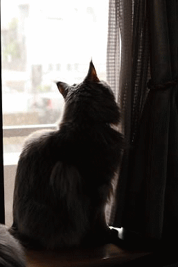 rai-yuki.gif