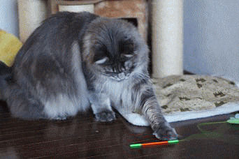 rai1-Opt.gif