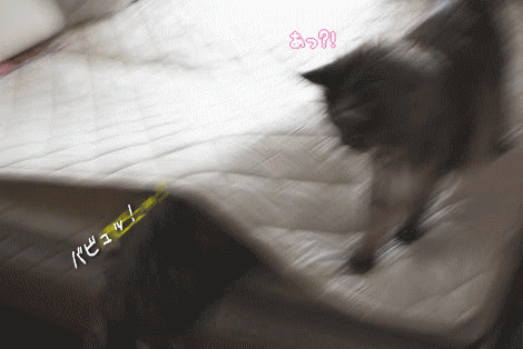 raipeko-bed.gif