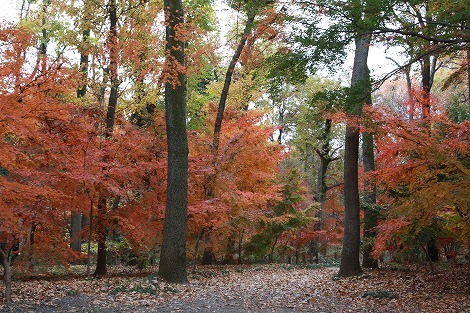 s11287603.jpg