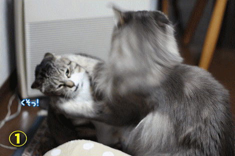 sumou.gif
