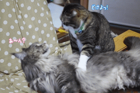tablebattle.gif