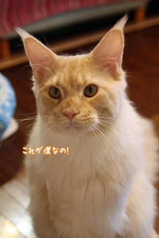 s-1610236016.jpg
